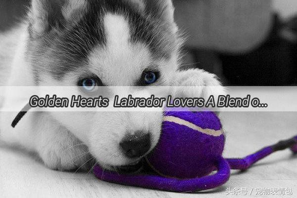 Golden Hearts  Labrador Lovers A Blend of the Best in Canine Companions